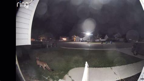 classofodds|Mountain lion spotted wandering around Lehi located, euthanized.